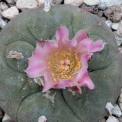 Lophophora williamsii Ø4-5 cm