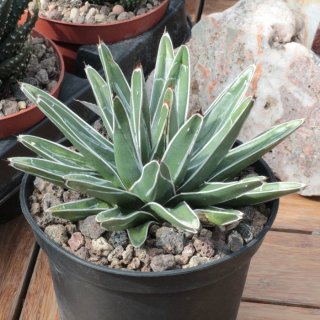 Agave victoriae-reginae 20cm