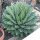 Agave victoriae-reginae 20cm