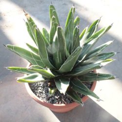 Agave victoriae-reginae 25cm