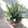 Agave victoriae-reginae 25cm