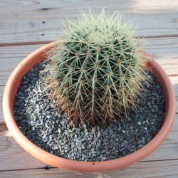 Echinocactus grusonii gelb Ø10cm