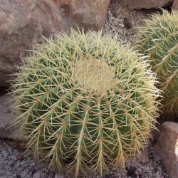 Echinocactus grusonii gelb Ø10cm