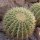 Echinocactus grusonii gelb &Oslash;10cm