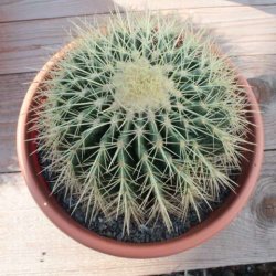 Echinocactus grusonii gelb Ø15cm