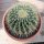 Echinocactus grusonii gelb &Oslash;15cm