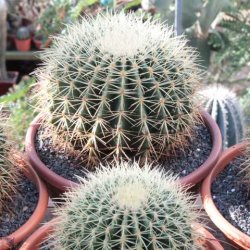 Echinocactus grusonii gelb Ø20cm