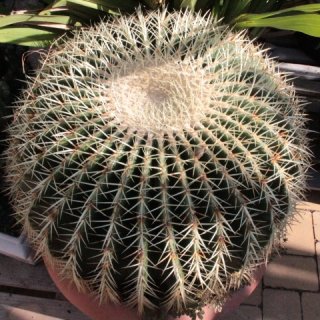 Echinocactus grusonii gelb Ø50cm