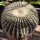 Echinocactus grusonii gelb Ø50cm