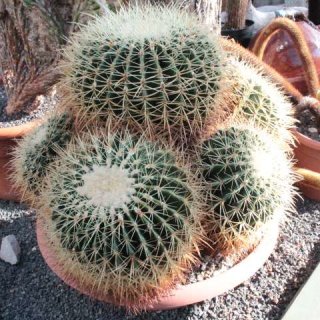 Echinocactus grusonii gelb 6 Köpfe