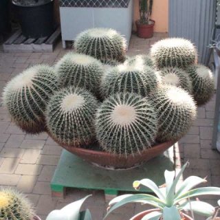 Echinocactus grusonii gelb 20 Köpfe