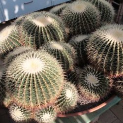 Echinocactus grusonii gelb 20 Köpfe