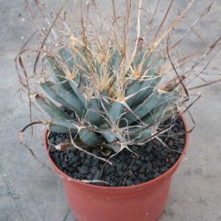 Leuchtenbergia principis 15cm