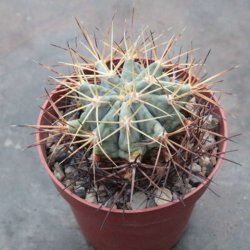 Ferocactus glaucescens Ø6cm