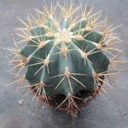 Ferocactus glaucescens Ø12cm