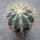 Ferocactus glaucescens Ø12cm