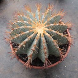 Ferocactus glaucescens Ø18cm