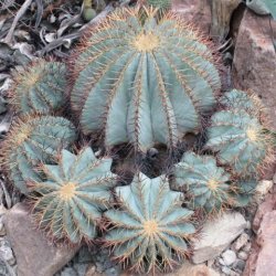 Ferocactus glaucescens Ø18cm