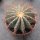 Ferocactus glaucescens Ø18cm