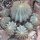 Ferocactus glaucescens Ø18cm