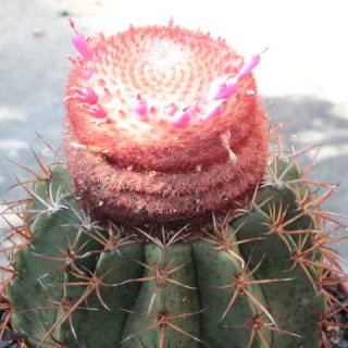 Melocactus matanzanus 15cm