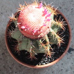 Melocactus matanzanus 15cm