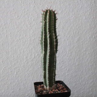Euphorbia handiensis 20cm