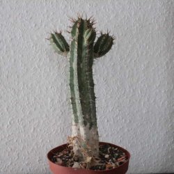 Euphorbia handiensis 20cm verzweigt