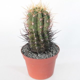 Trichocereus pasacana 15cm