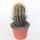 Trichocereus pasacana 15cm