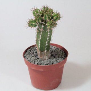 Euphorbia handiensis 12cm verzweigt