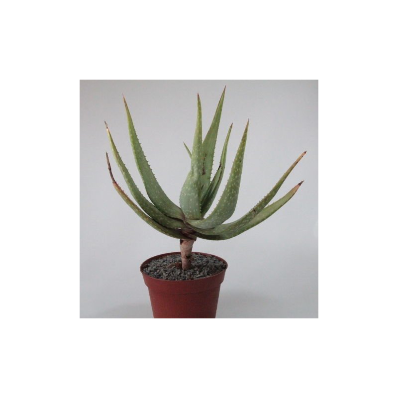 Aloe gariepensis 30cm, 25,00
