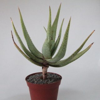 Aloe gariepensis &Oslash;30cm