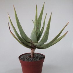 Aloe gariepensis Ø30cm