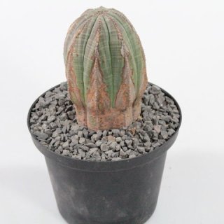 Euphorbia obesa Ø5cm, Höhe 8cm, Altpflanze
