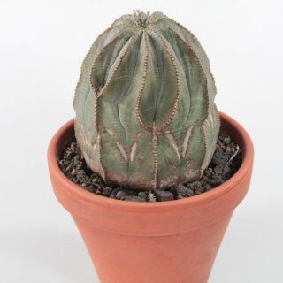 Euphorbia obesa Ø10cm, Höhe 11cm, Altpflanze