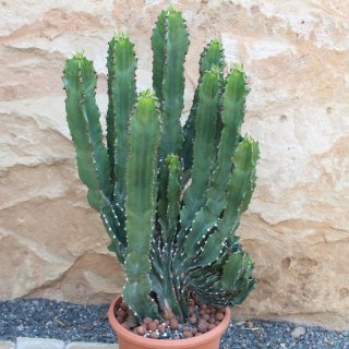 Euphorbia ingens cristata 40cm