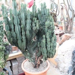 Euphorbia ingens cristata 110cm hoch, 80cm breit