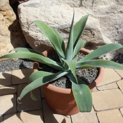 Agave attenuata 50cm