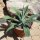 Agave attenuata 50cm
