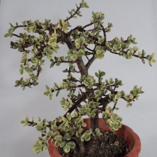 Portulacaria afra variegata 30cm