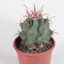 Ferocactus latispinus Ø10cm