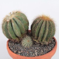 Notocactus magnificus Topf&Oslash; 18cm, 3 K&ouml;pfe