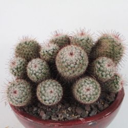 Mammillaria bombycina Gruppe, Schale Ø23cm