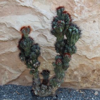 Cereus peruvianus monstrosus Höhe 30-35cm