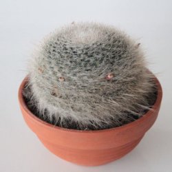 Mammillaria hahniana Ø10cm