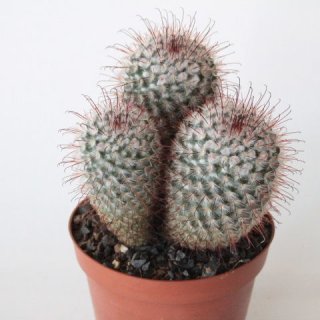 Mammillaria bombycina Gruppe Ø12cm, 3 Köpfe, Höhe 12cm