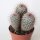Mammillaria bombycina Gruppe Ø12cm, 3 Köpfe, Höhe 12cm