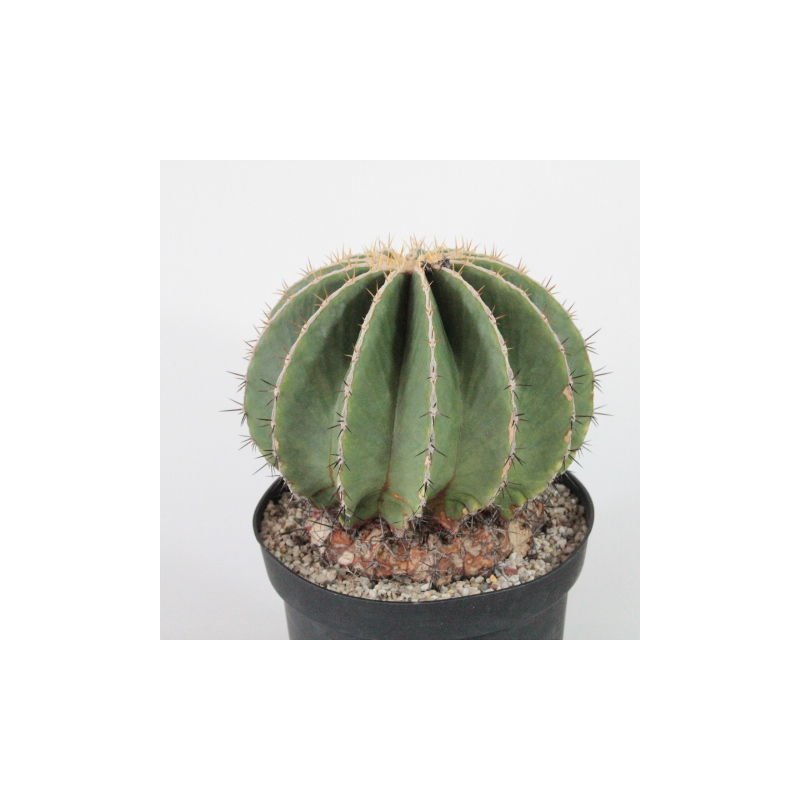 Ferocactus schwarzii 16cm, 85,00