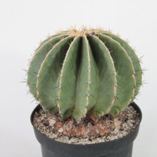 Ferocactus schwarzii Ø16cm